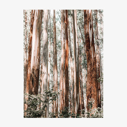Eucalyptus Forest
