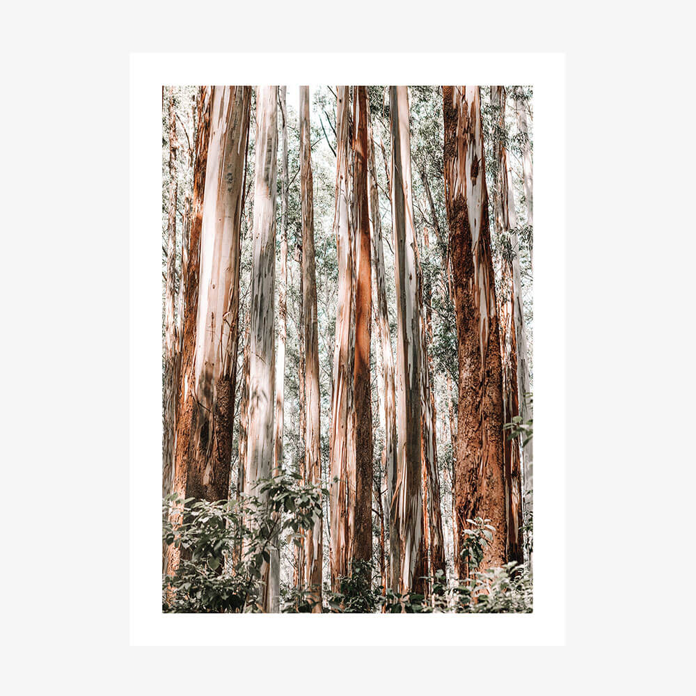 A poster print of a Eucalyptus Forest in the Australian landscape.