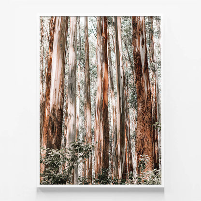 Eucalyptus Forest