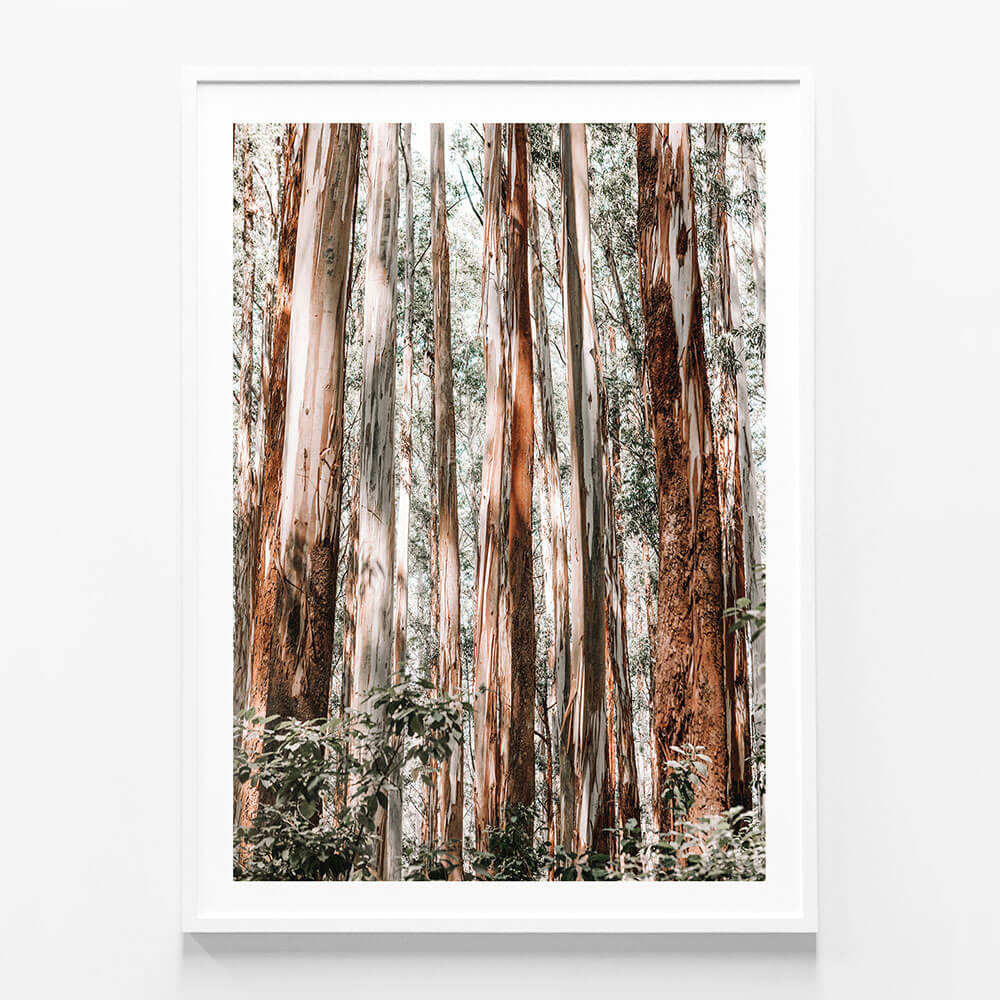 Eucalyptus Forest