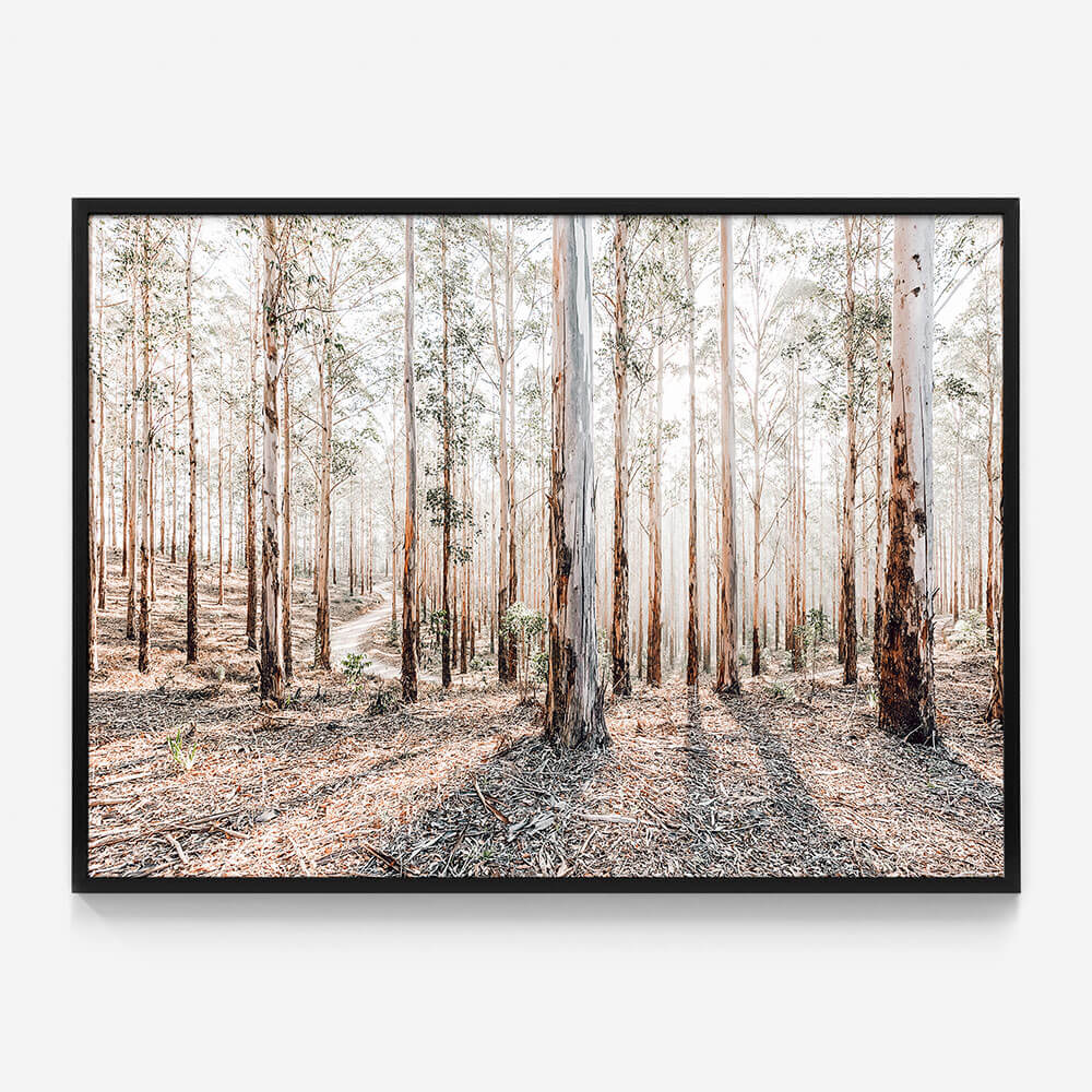 Eucalyptus Landscape
