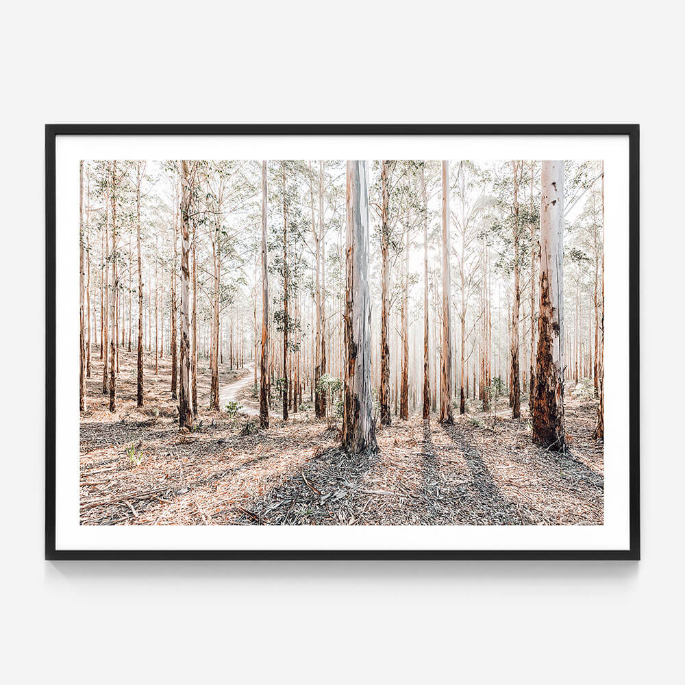 Eucalyptus Landscape