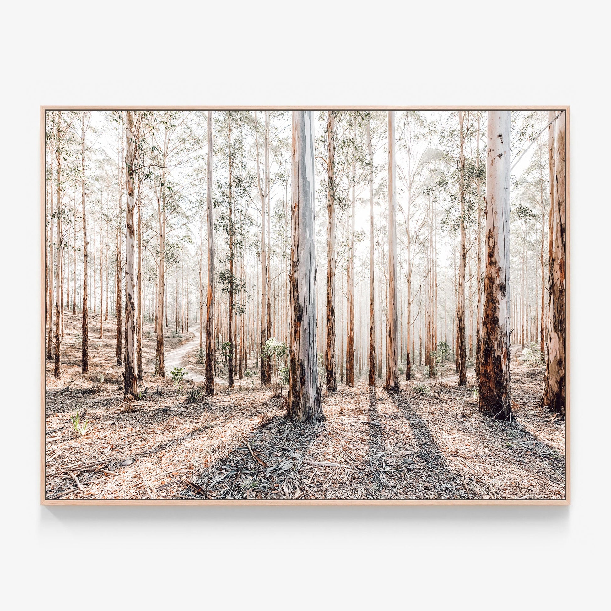 A forest of eucalyptus trees in the Australian landscape Canvas wall art print with oak float frame