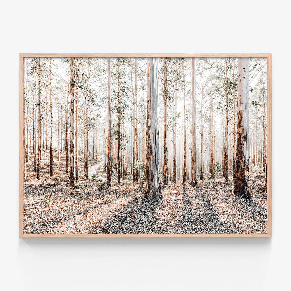 Eucalyptus Landscape