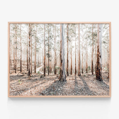 Eucalyptus Landscape
