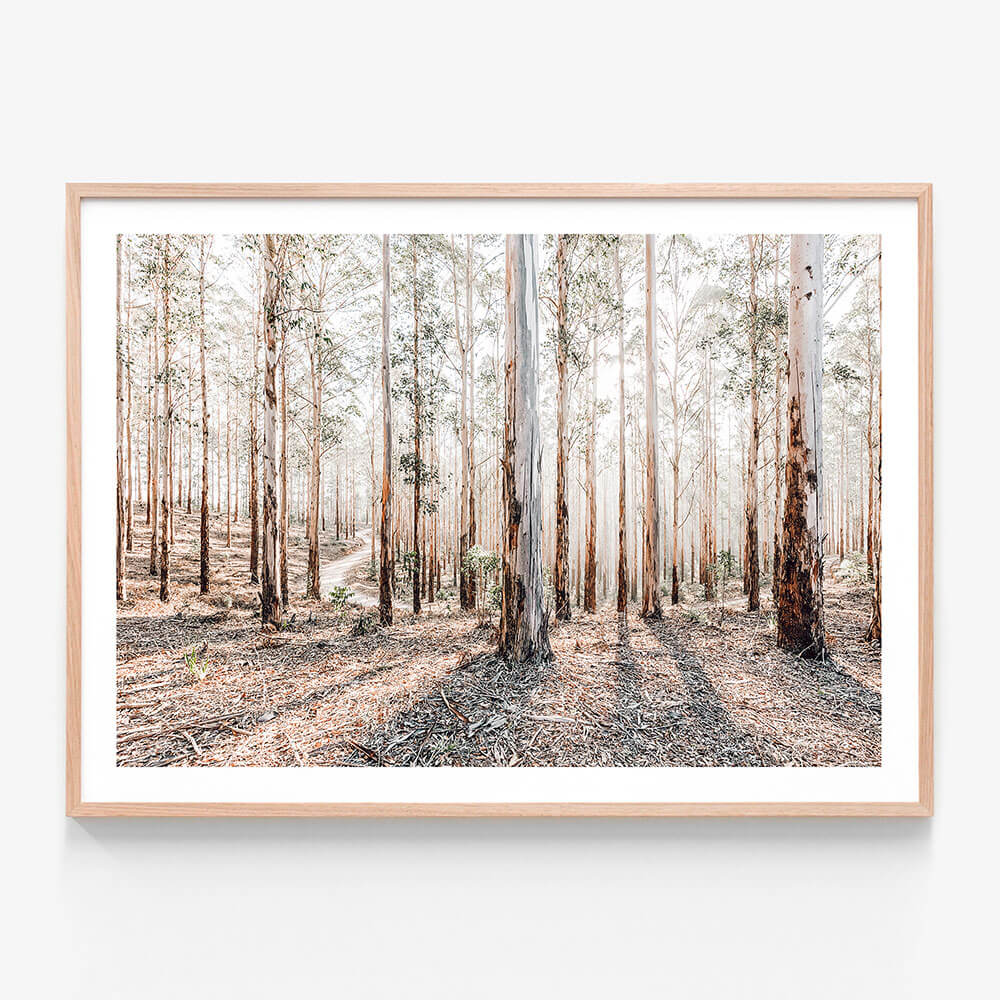 A framed Australian landscape photography print featuring a forest of eucalyptus trees with sunlight filtering through the canopy, casting shadows on the ground.