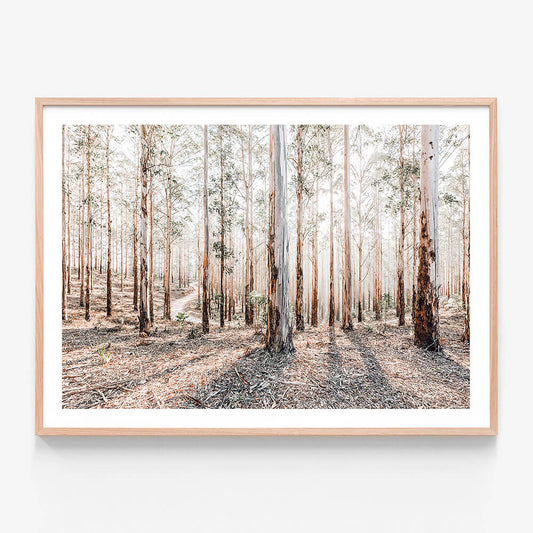 A framed Australian landscape photography print featuring a forest of eucalyptus trees with sunlight filtering through the canopy, casting shadows on the ground.