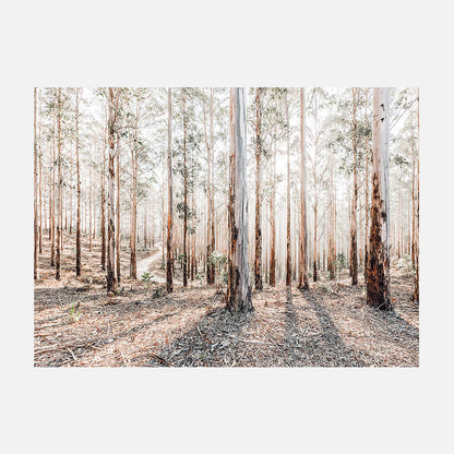 Eucalyptus Landscape