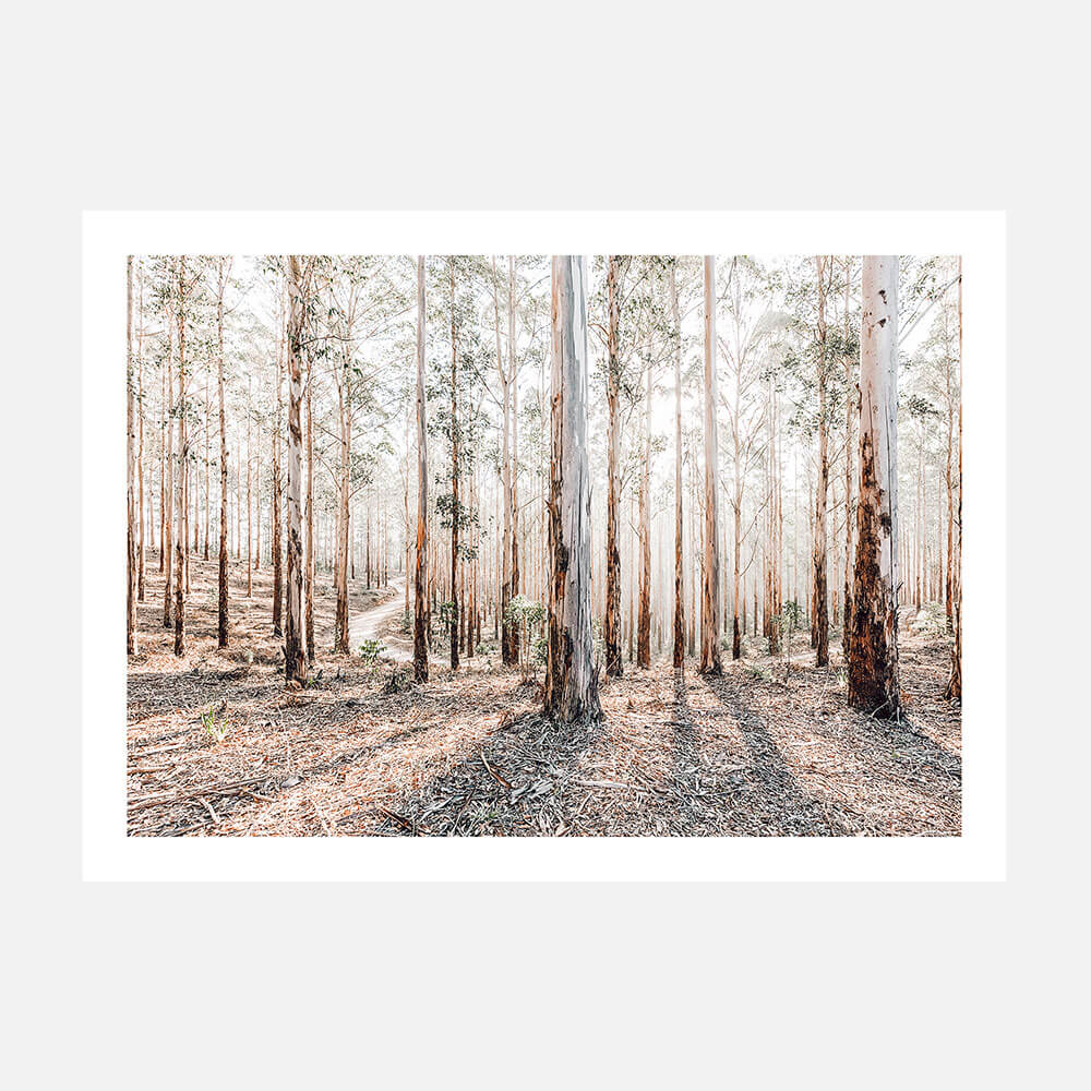 A landscape photograph wall art print featuring a forest of Australian eucalyptus trees with sunlight filtering through the canopy, casting shadows on the ground.