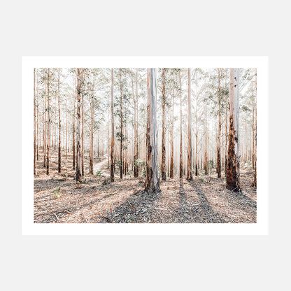 A landscape photograph wall art print featuring a forest of Australian eucalyptus trees with sunlight filtering through the canopy, casting shadows on the ground.