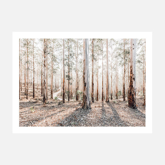 A landscape photograph wall art print featuring a forest of Australian eucalyptus trees with sunlight filtering through the canopy, casting shadows on the ground.