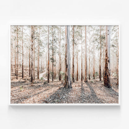 Eucalyptus Landscape