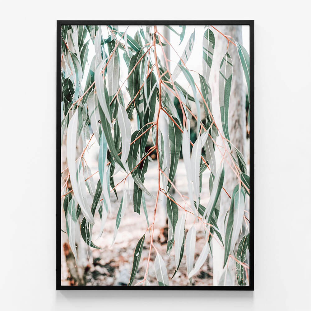 Eucalyptus Leaves