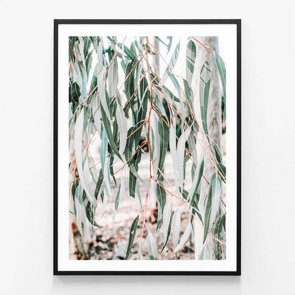 Eucalyptus Leaves
