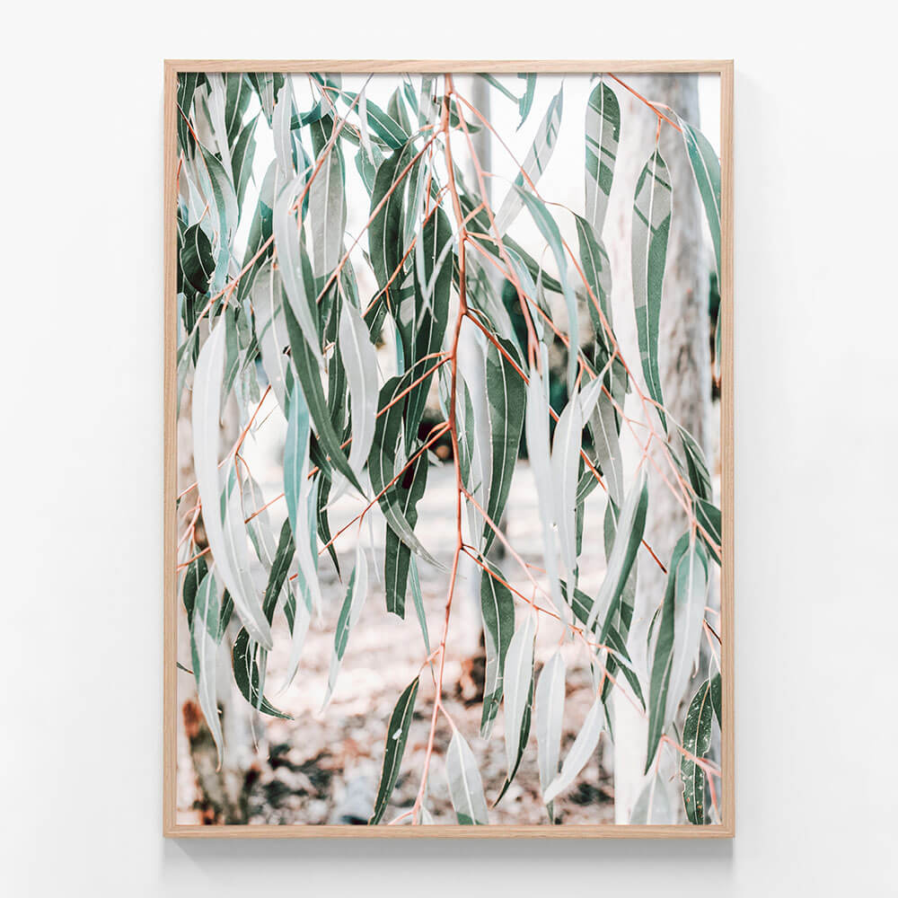 Eucalyptus Leaves