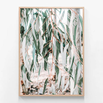Eucalyptus Leaves