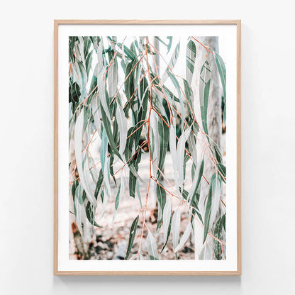 A framed wall art print of a photo of eucalyptus leaves with a soft focus on the background.