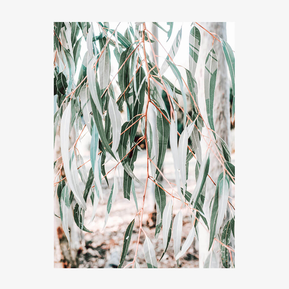 Eucalyptus Leaves