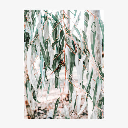 Eucalyptus Leaves