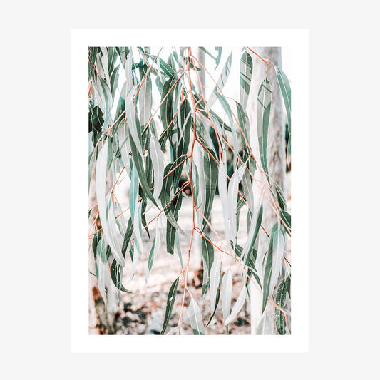 A photo art print of eucalyptus leaves with a soft focus on the background.