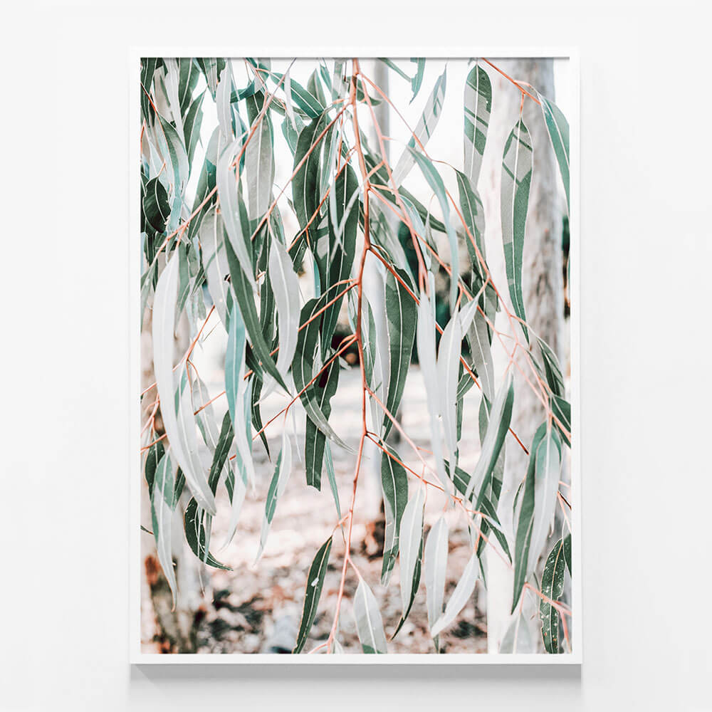 Eucalyptus Leaves