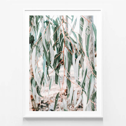 Eucalyptus Leaves