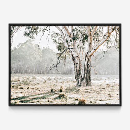 Eucalyptus Plain