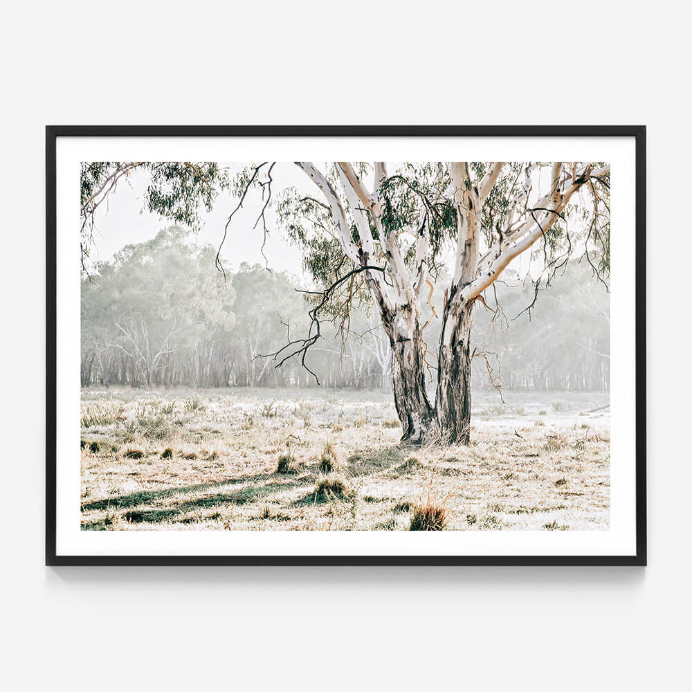 Eucalyptus Plain