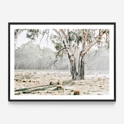 Eucalyptus Plain