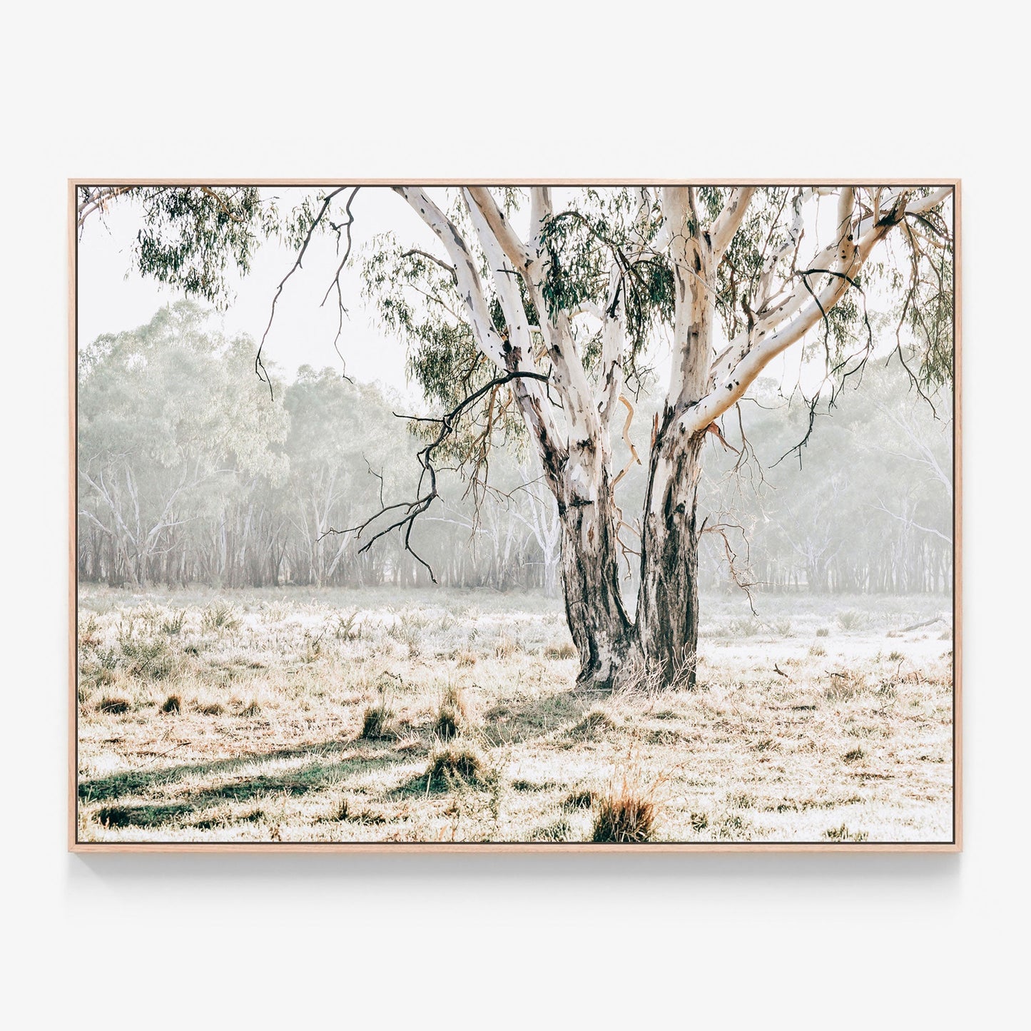 Eucalyptus Plain Canvas wall art with oak float frame