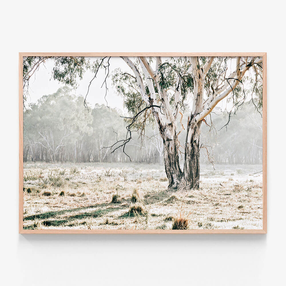 Eucalyptus Plain