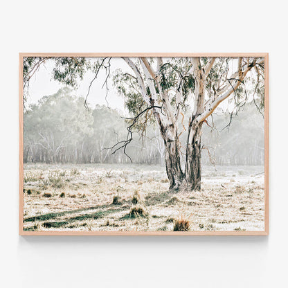 Eucalyptus Plain