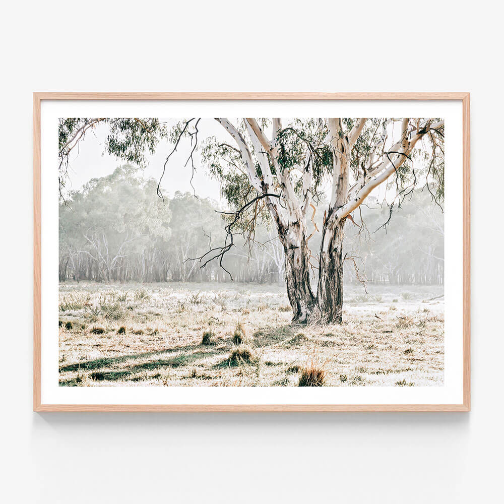 A framed photo print featuring the Australian landscape and a single gum tree