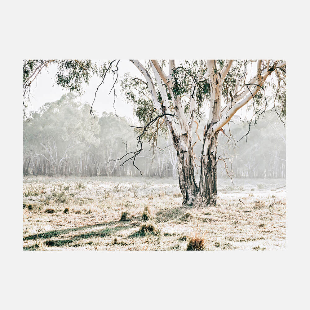 Eucalyptus Plain