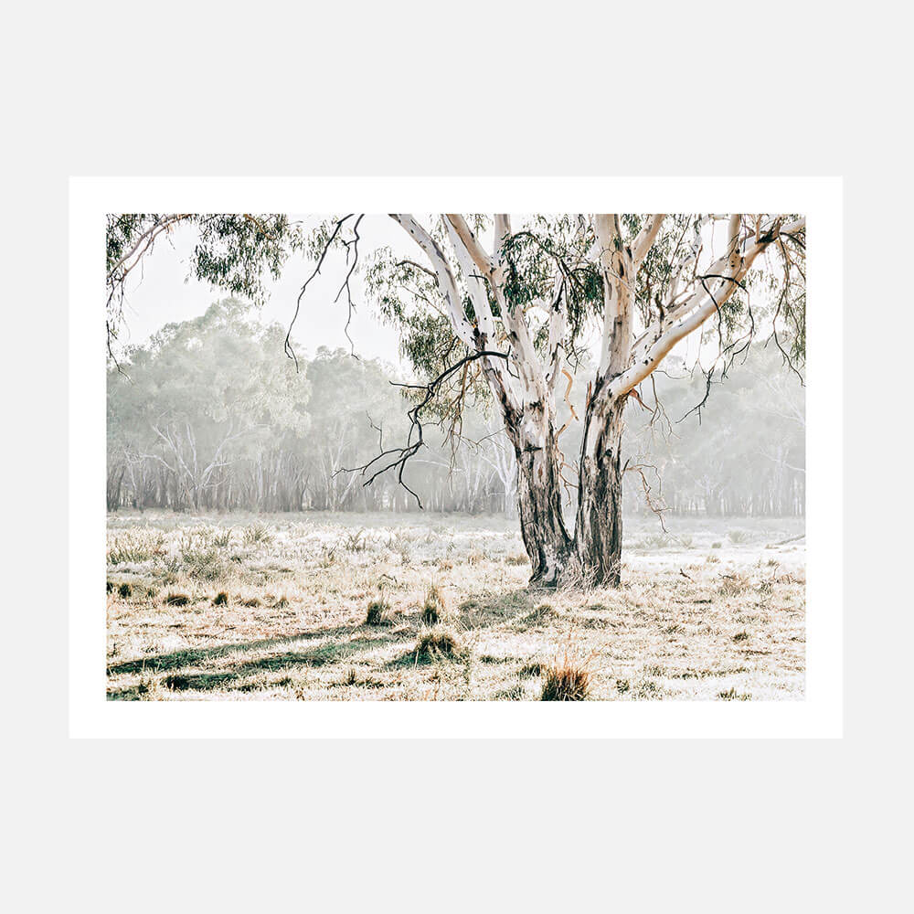 A photo print featuring the Australian landscape and a single gum tree