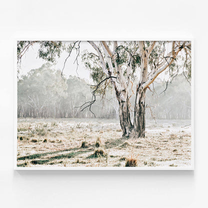 Eucalyptus Plain