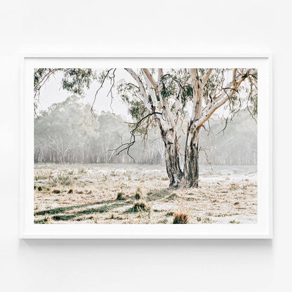 Eucalyptus Plain