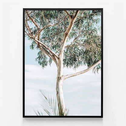 Eucalyptus Tree