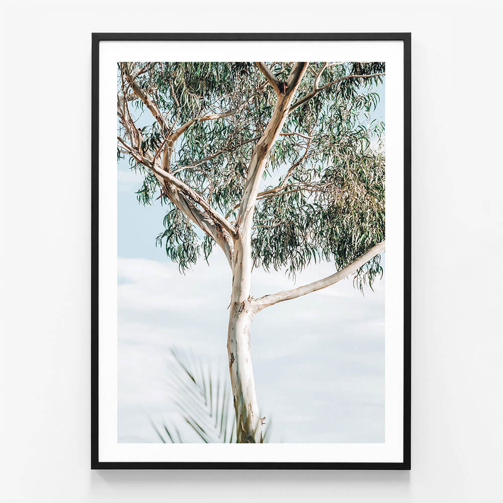 Eucalyptus Tree