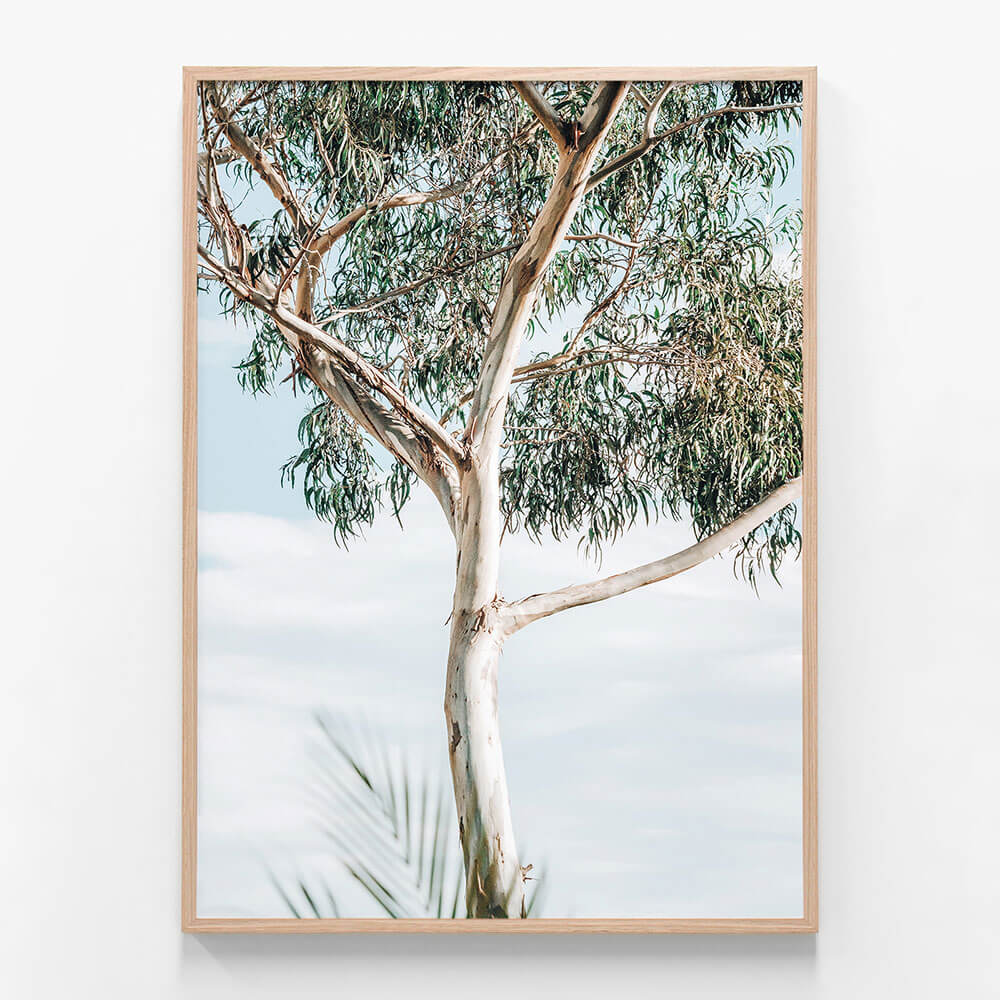 Eucalyptus Tree