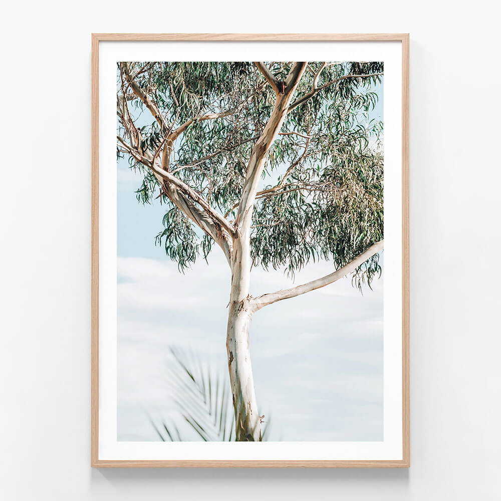 Eucalyptus Tree