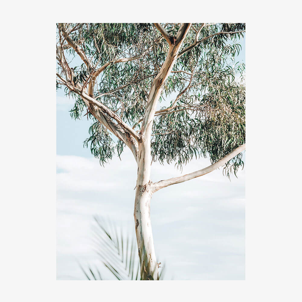 Eucalyptus Tree