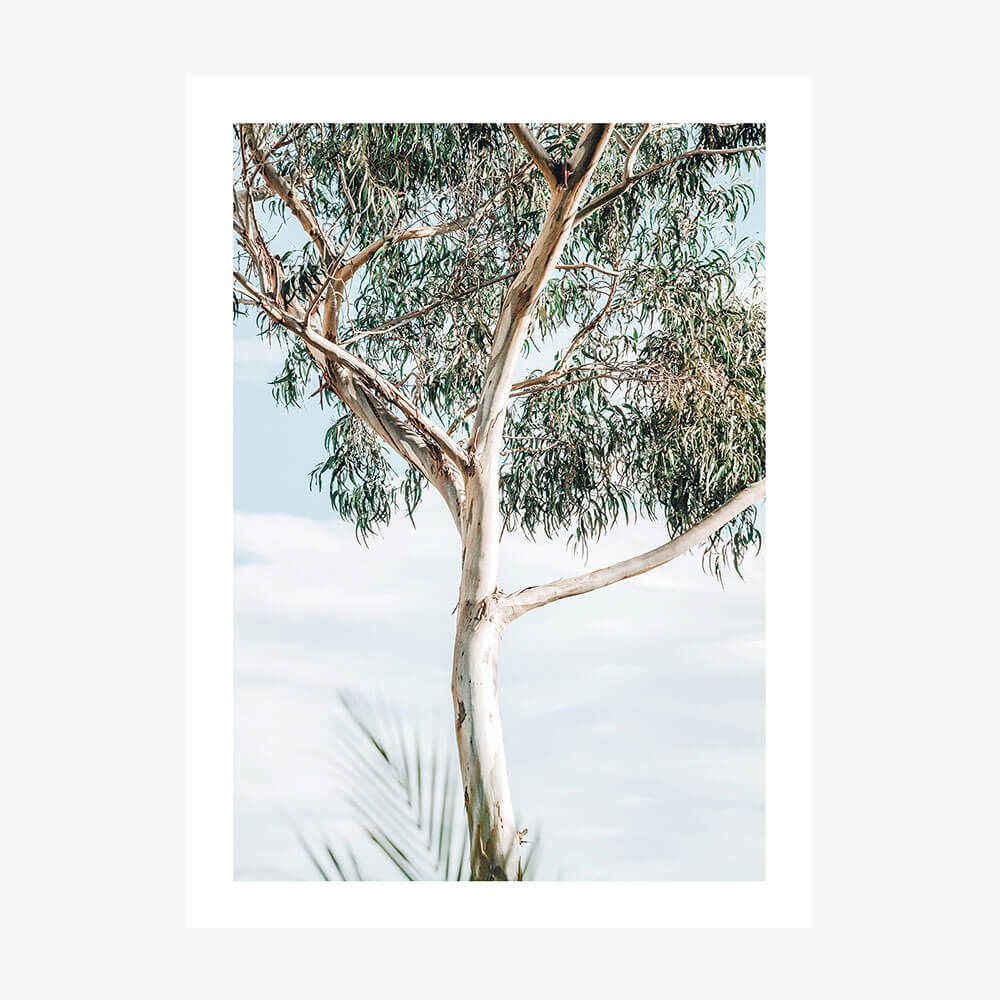 Eucalyptus Tree