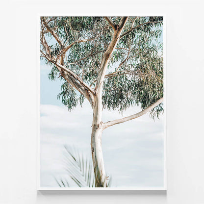 Eucalyptus Tree