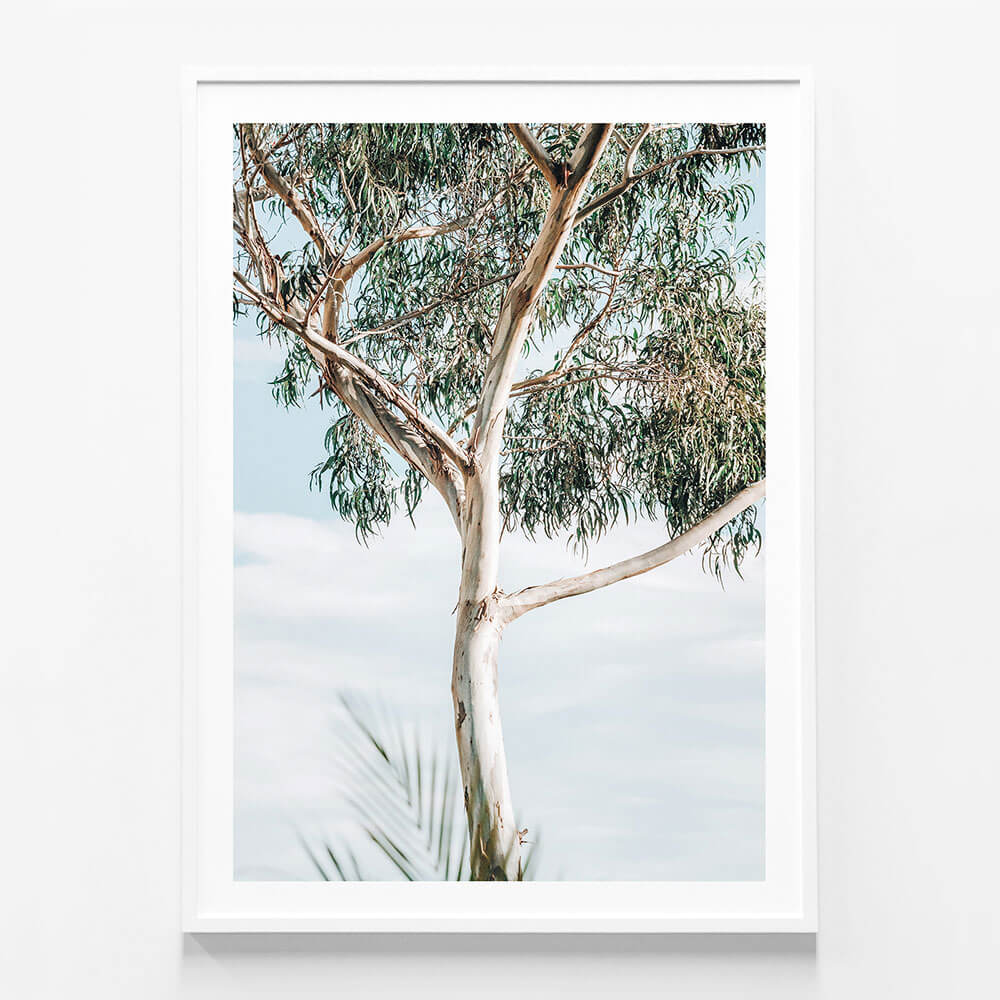 Eucalyptus Tree