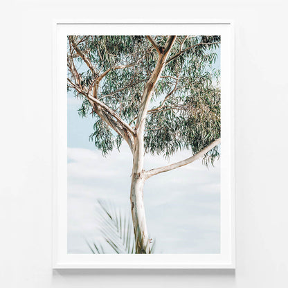 Eucalyptus Tree