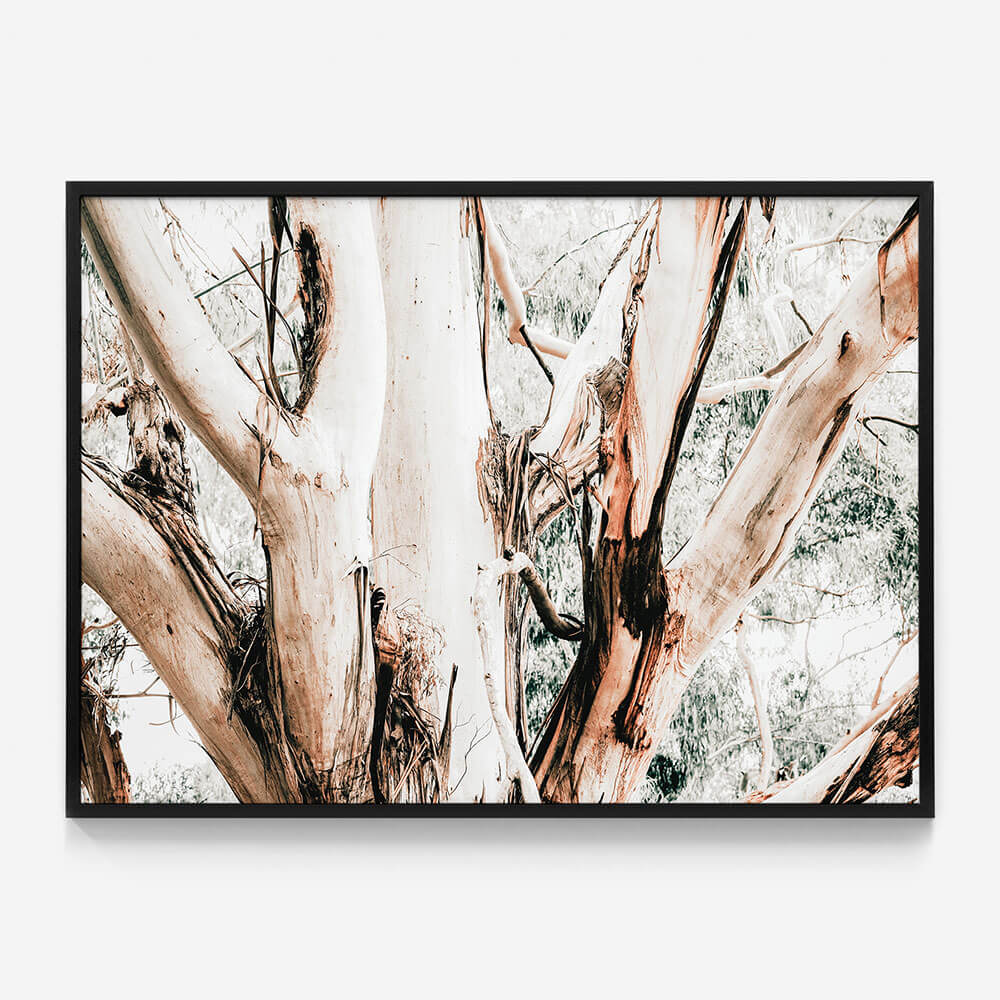 Eucalyptus Trunk