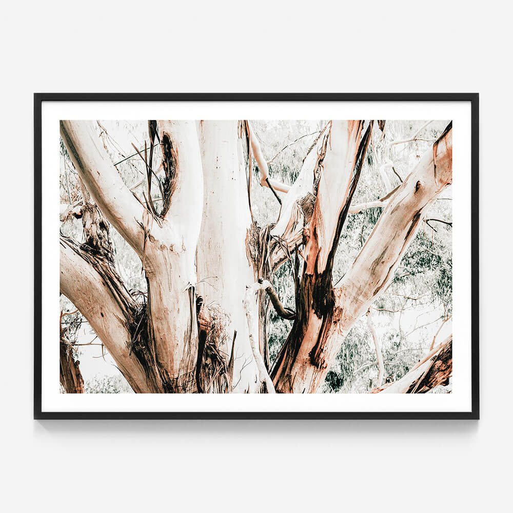 Eucalyptus Trunk