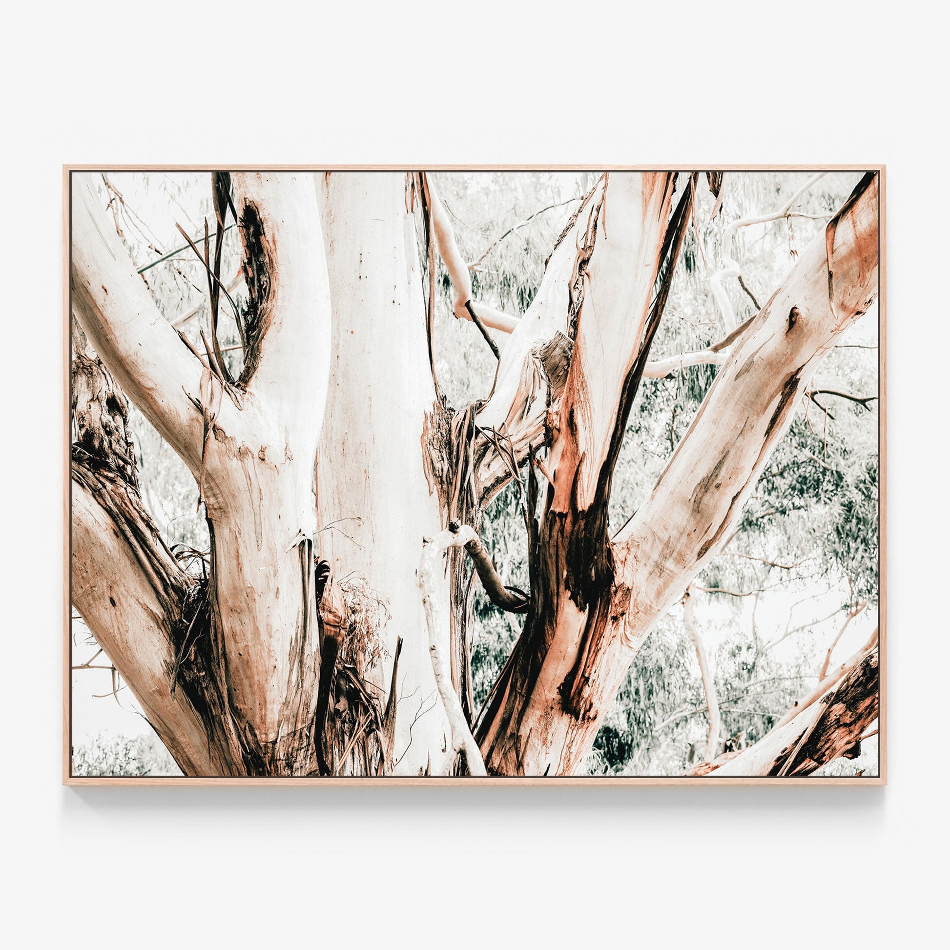 Eucalyptus Trunk Canvas wall art with oak float frame