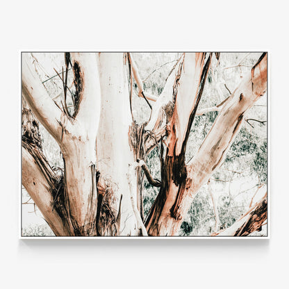 Eucalyptus Trunk Canvas